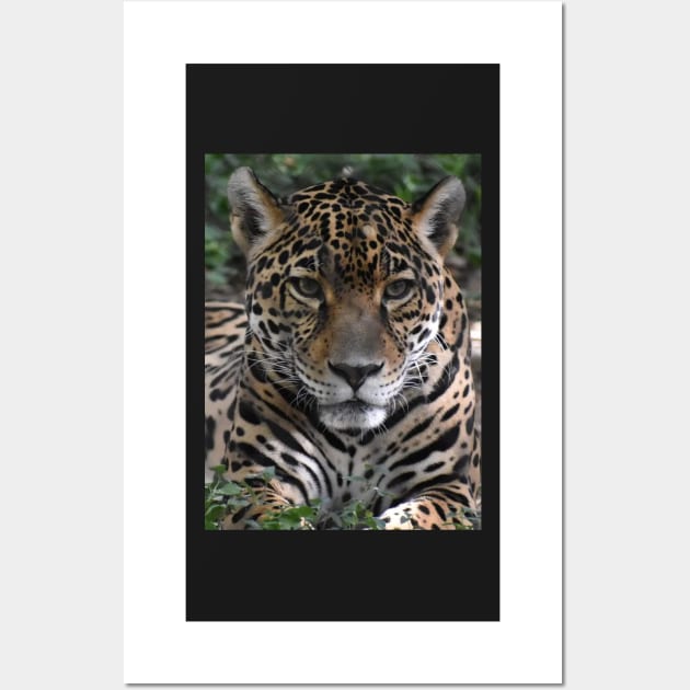 Jaguar Wall Art by Sharonzoolady